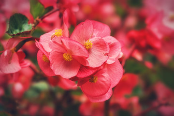 Fototapeta na wymiar Pink begonia flowers, blur backgroung 