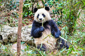 Giant panda eating bamboo in China © I Viewfinder