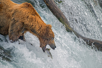 Adult coastal brown bear feeds on salmon as they make their way up and over waterfalls on route to the natal waters.