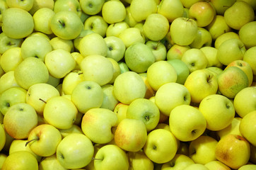 Fresh picked green apples background in the harvest season