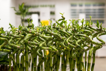 Sander Dracaena ,lucky bamboo, in a glass of water on blurred background. Floral shop. Plant in...