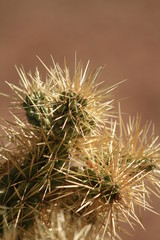 Jumping Catus Spines