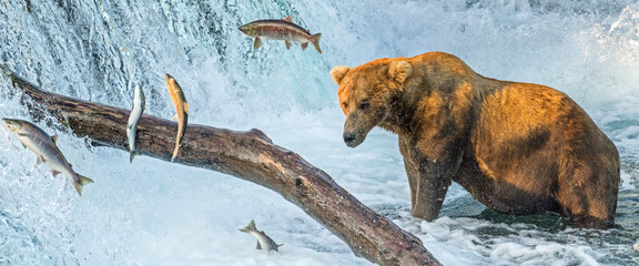 Panoramic view of an adult coastal brown bear standing in front of waterfalls with several salmon jumping through the air in their attempt to get upriver to natal waters.