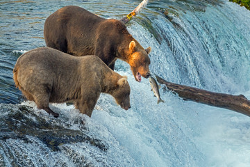 Adult coastal brown bear feeds on salmon as they make their way up and over waterfalls on route to the natal waters.