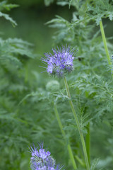Blue tansy, Phacelia tanacetifolia cowered with dew photographed early morning