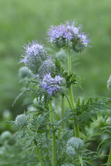Blue tansy, Phacelia tanacetifolia cowered with dew photographed early morning