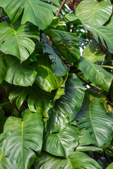 Green Leaf in Rain Forest 