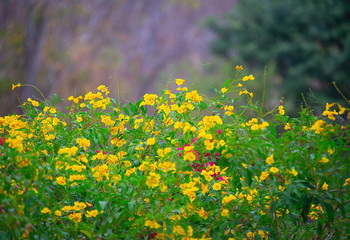 Colorful flowers that occur naturally.