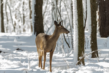 Deer. White-tailed deer on snow . Natural scene from Wisconsin state park. Hind and older fawn.