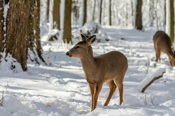 Deer. White-tailed deer on snow . Natural scene from Wisconsin state park. Hind and older fawn.