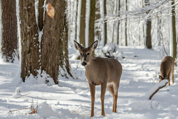 Deer. White-tailed deer on snow . Natural scene from Wisconsin state park. Hind and older fawn.