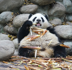 close up on giant panda eating bamboo 