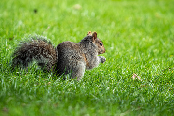 close up of a cute brown squirrel eating on green grass field with big fluffy tail