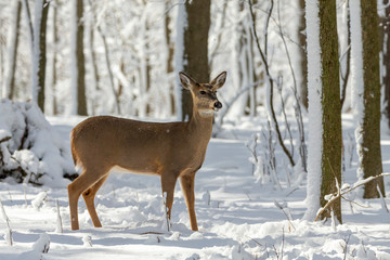 Deer. White-tailed deer on snow . Natural scene from Wisconsin state park. Hind and older fawn.
