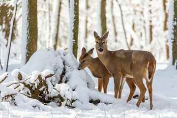 Deer. White-tailed deer on snow . Natural scene from Wisconsin state park. Hind and older fawn.