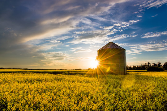 Sunset over a canola field and silo during summer on the prairie 
