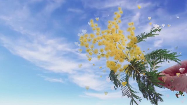 cinemagraph with a view of a branch of acacia silver against the sky
