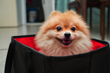 close up on pet, small dog breed or pomeranian, it sitting in foldable cloth basket cube storage that places at home