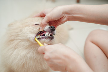 close up on pet, small dog breed for pomeranian, it lying down on the granite floor and owner brush pet teeth