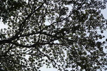 Under the big tree in the middle of the park