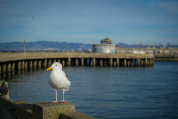 seagull on the bridge