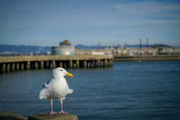 Fototapeta na wymiar seagull on bright 