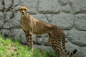 チーター
