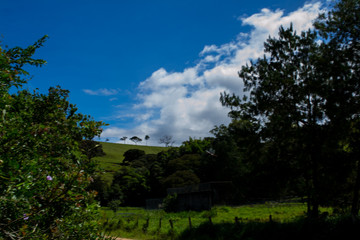 landscape with trees and blue sky