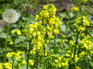 The bee collects nectar on the mustard flovers