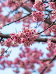 2020年 あたみ桜4