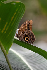 Morpho butterfly garden