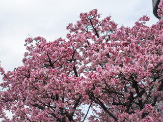 2020年 あたみ桜1
