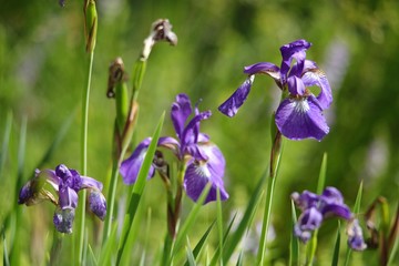 purple irish field