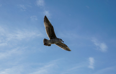 eagle in flight