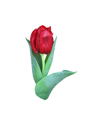 Red tulip bud flower with green leaf and stem closeup in vertical isolated on white background , clipping path
