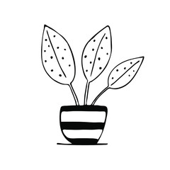 Hand drawn plant in the pot. Isolated vector illustration.