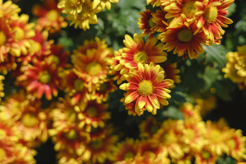 Colorful yellow Chrysanthemum flower