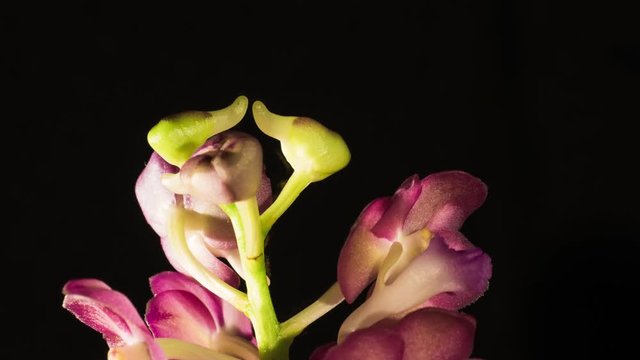 Ascocenda, part of Vanda Orchid family, blossoming, detailed macro close up.