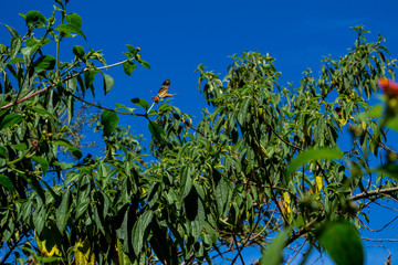  butterfly tree in spring