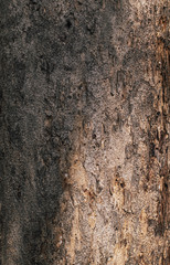 texture wood