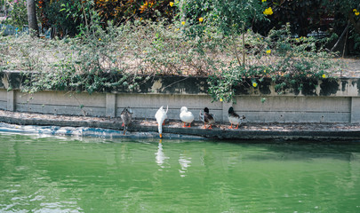 duck in zoo