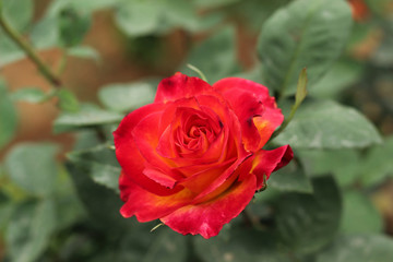 Red rose flower in the garden