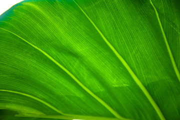 Green leaf tree nature background