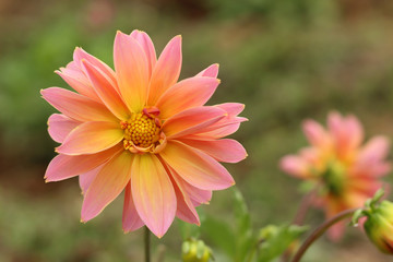 Obraz premium Single pink and orange color dalia flower