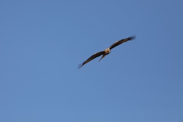 青い大空を飛ぶトビ