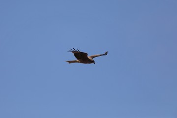 青い大空を飛ぶトビ