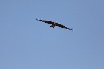 青い大空を飛ぶトビ