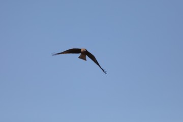 青い大空を飛ぶトビ