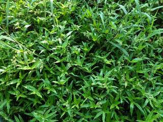 background texture, green weed, first shoots of the year