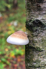 Mushroom tinder grows on birch. Mushroom white with brown. White birch with green bloom. Background of grass and earth blurred. Selective focus.